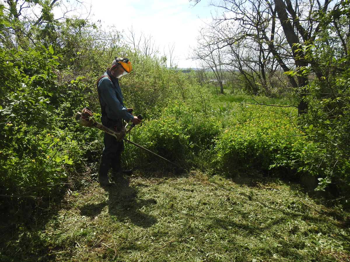 fűkaszálás, fűnyírás, bozótirtás, gazvágás, parlagfű kaszálás